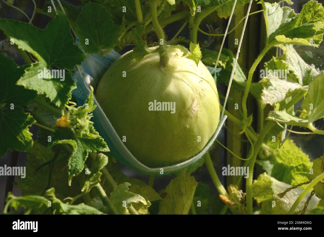 Honeydew Melon growing in a greenhouse supported by a blue surgical face  mask Stock Photo