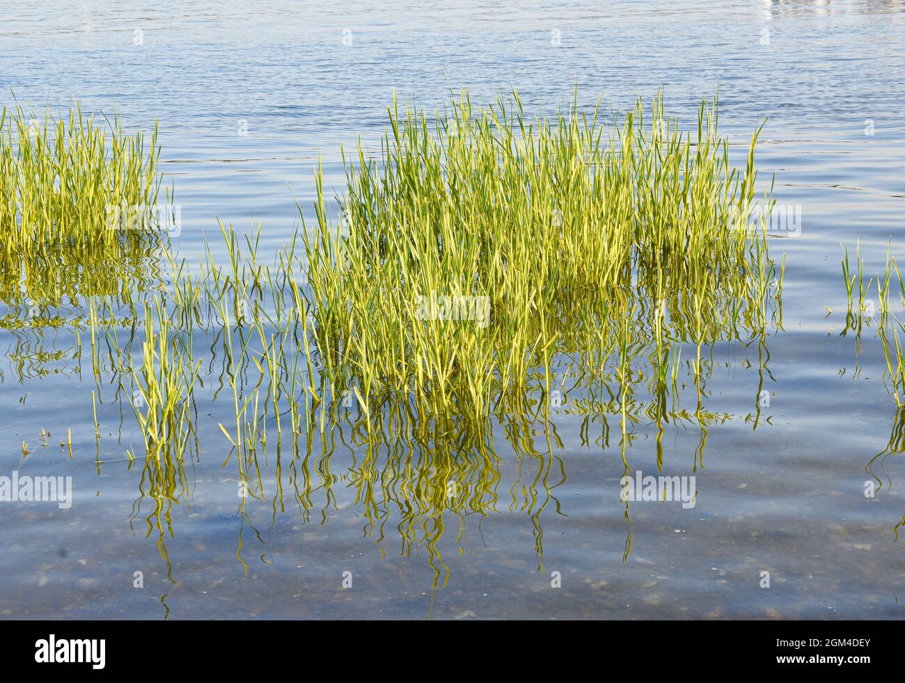 Clusters of green marsh grass (Spartina alterniflora) stand above shallow marine waters. Background. Long Island, New York. Stock Photo