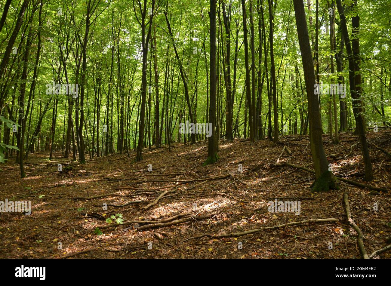 Dense forest with tall green trees Stock Photo - Alamy
