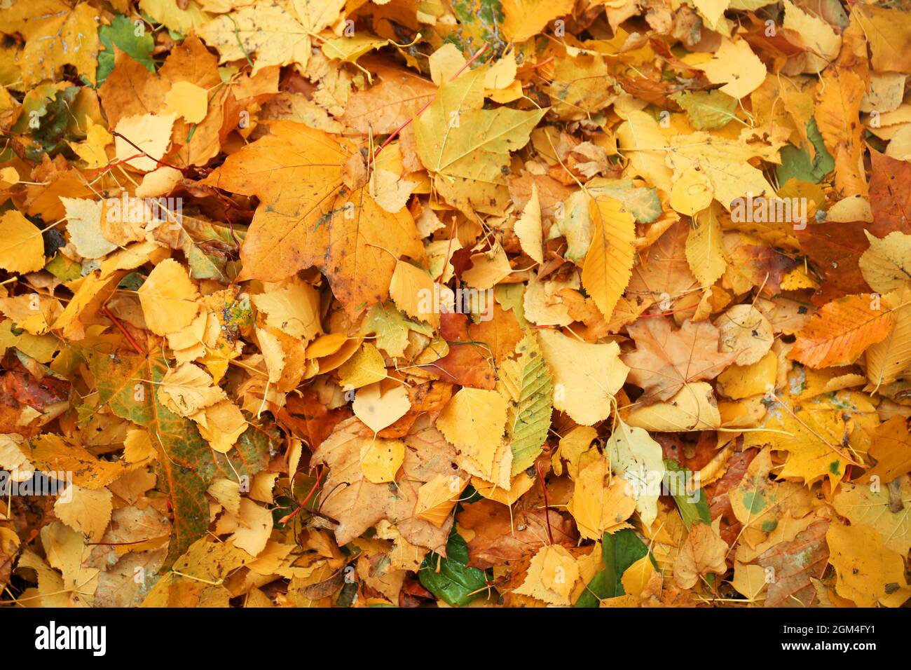 Colorful autumn leaves as background Stock Photo - Alamy