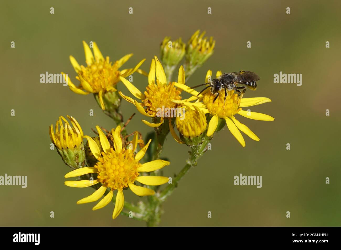 Small bee of the genus Lasioglossum, family Halictidae on flowers of ragwort (Senecio jacobaea). Dutch garden. Summer, September, Netherlands Stock Photo