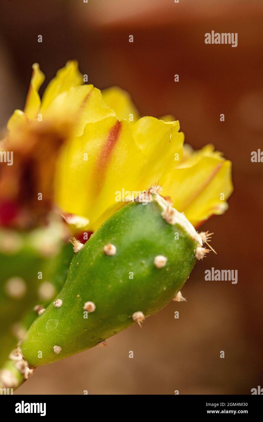 Surprising Optuntia Jamaicensis in flower, with paddle fading out of focus, in close up Stock Photo