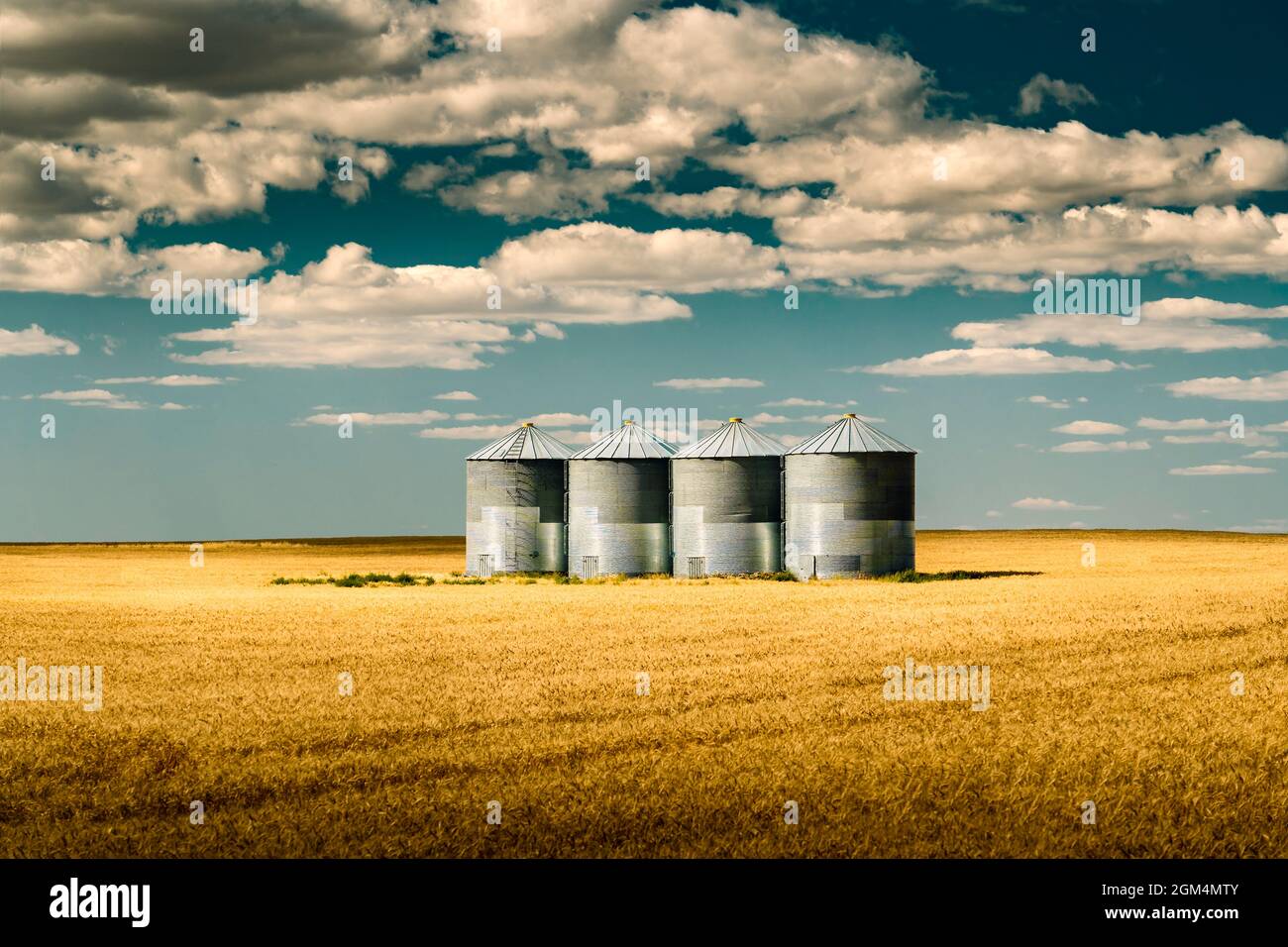 Grain silos filled with wheat on the Alberta Prairies in North America