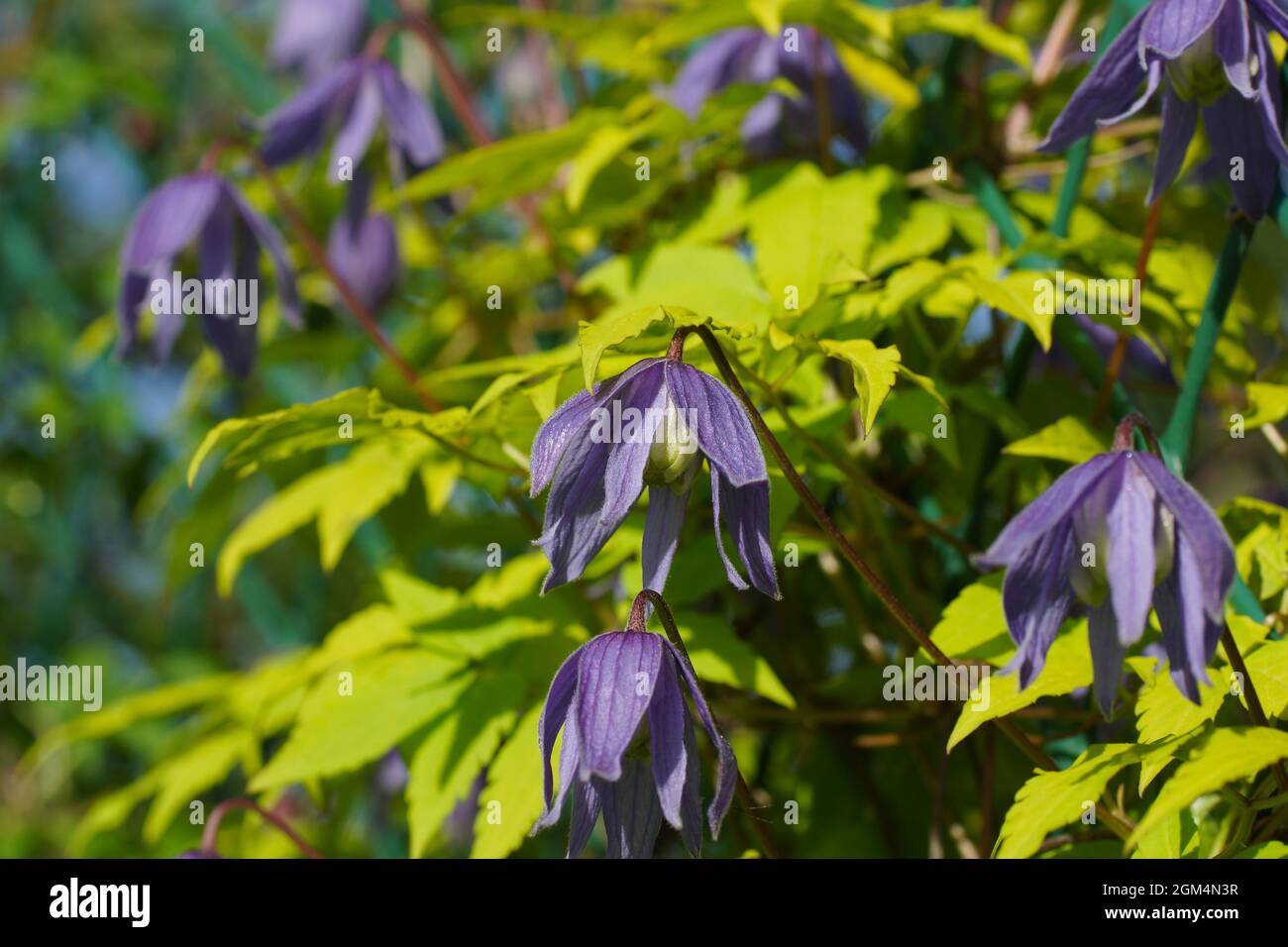 Blue double Atragene (clematis) variety Stolwijk Gold blooms in the garden. Clematis with golden yellow leaves. Stock Photo