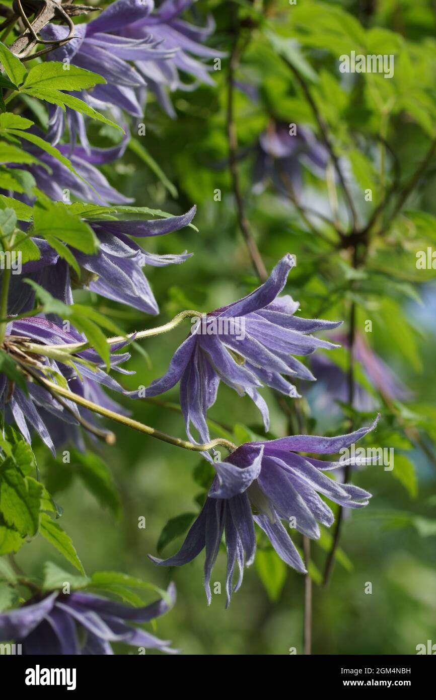 Blue double Atragene (clematis) variety Cecile blooms in the garden. Beautiful blue summer flowers in a vertical garden gardening. Stock Photo