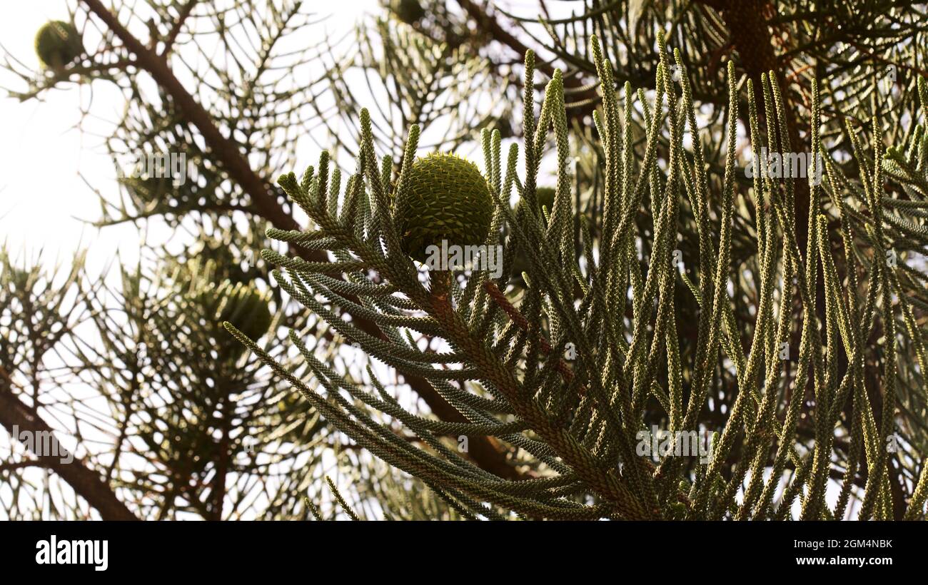 Green small Leaves and large round cones of Araucaria heterophylla natural macro floral background Stock Photo
