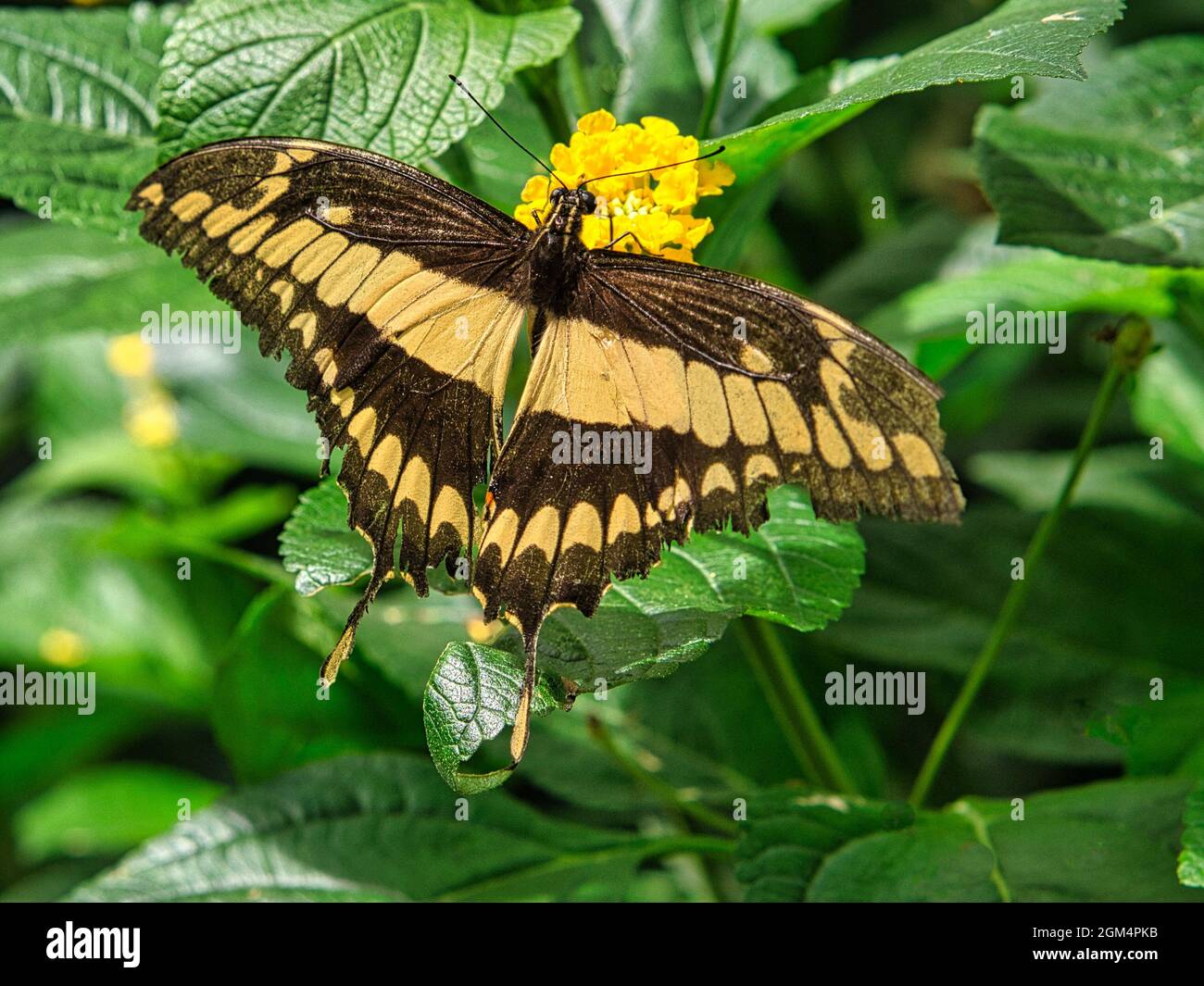 colorful butterfly on a leaf, flower. elegant and delicate. colorful, fragile, and dreamlike beauty Stock Photo