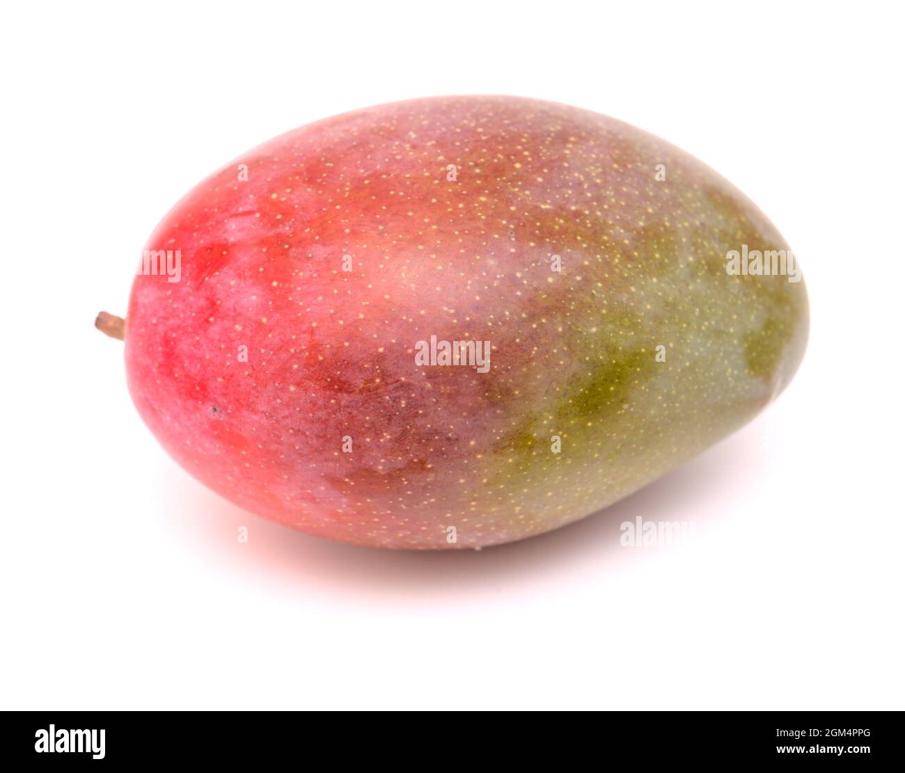 Large Ripe Round Mango Agriculture of Gran Canaria - ripe large mango fruit isolated on white ...