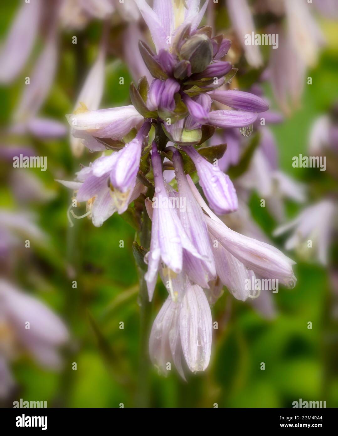 Very close up study of Hosta 'Birchwood Parky's Gold’, Plantain lily