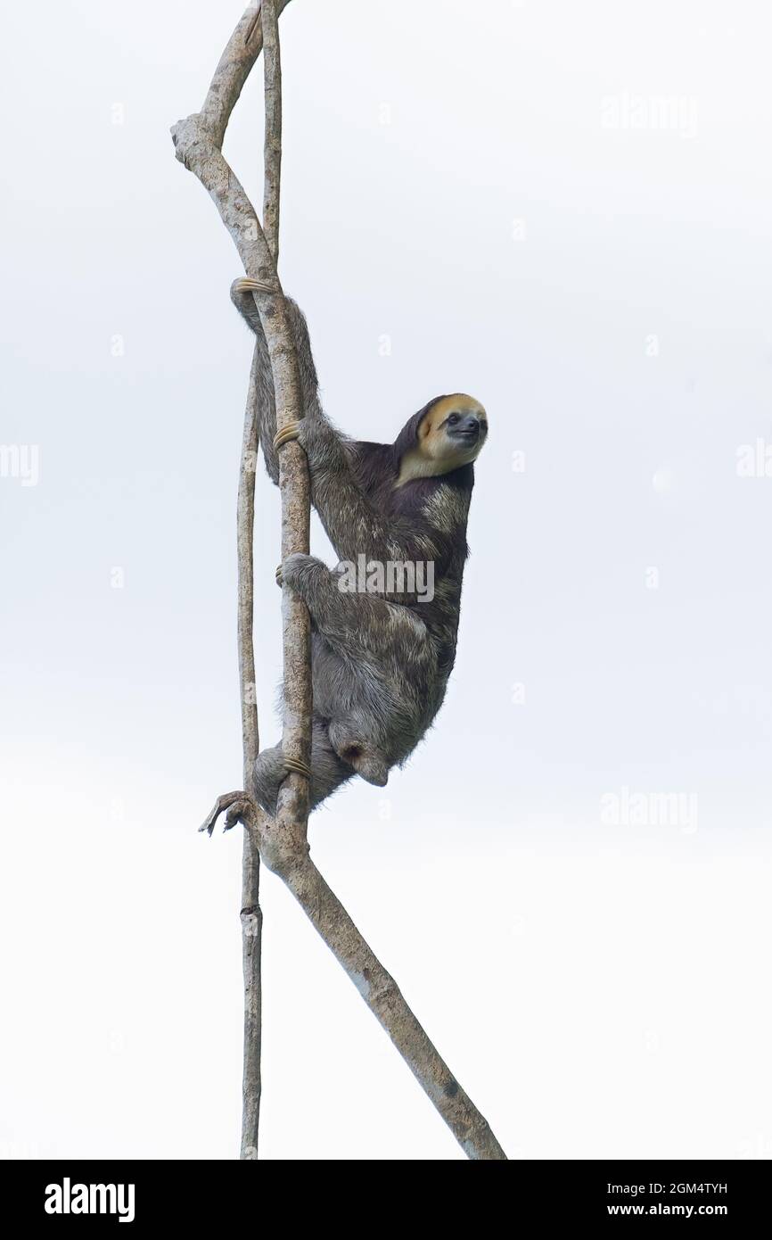 Vertical shot of a Pygmy three-toed sloth on the branch Stock Photo