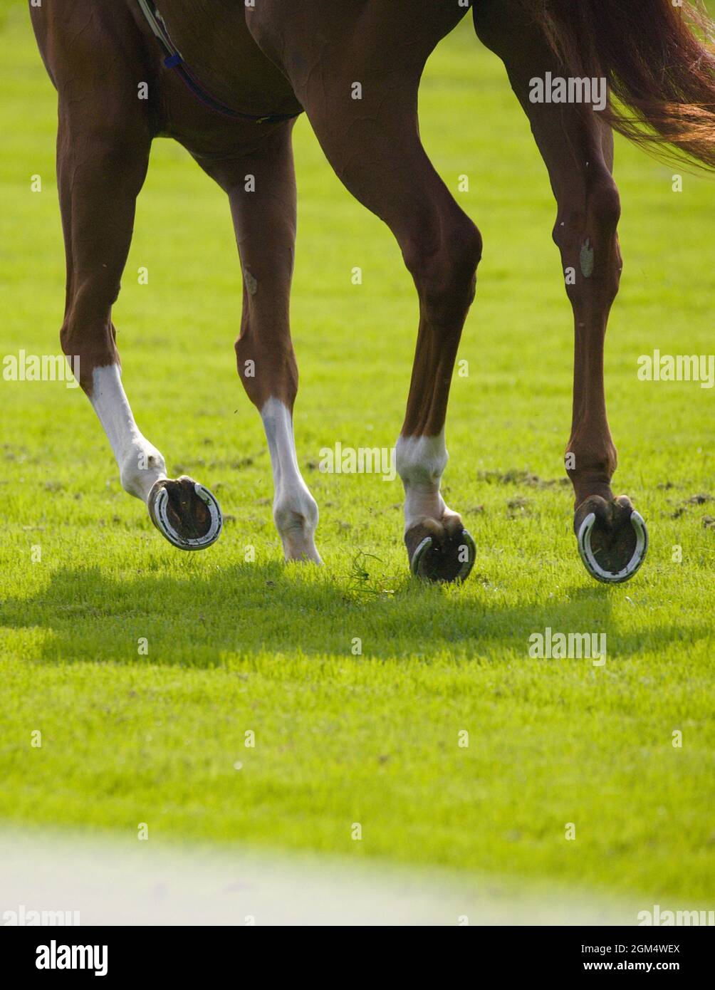 Close up of a horse's feet and legs galloping down a racecourse Stock ...