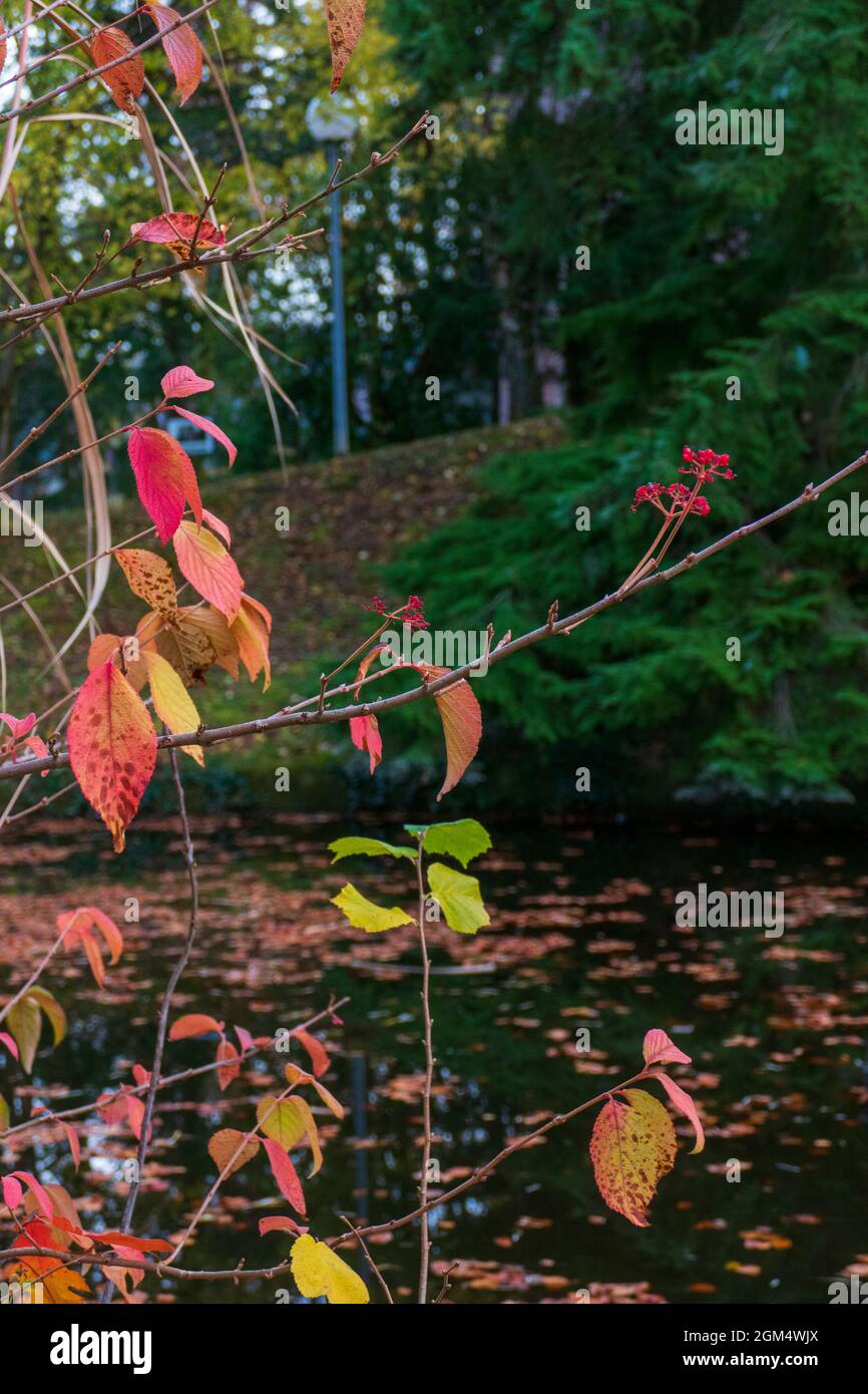 Herbst am teich im kurpark hires stock photography and images Alamy