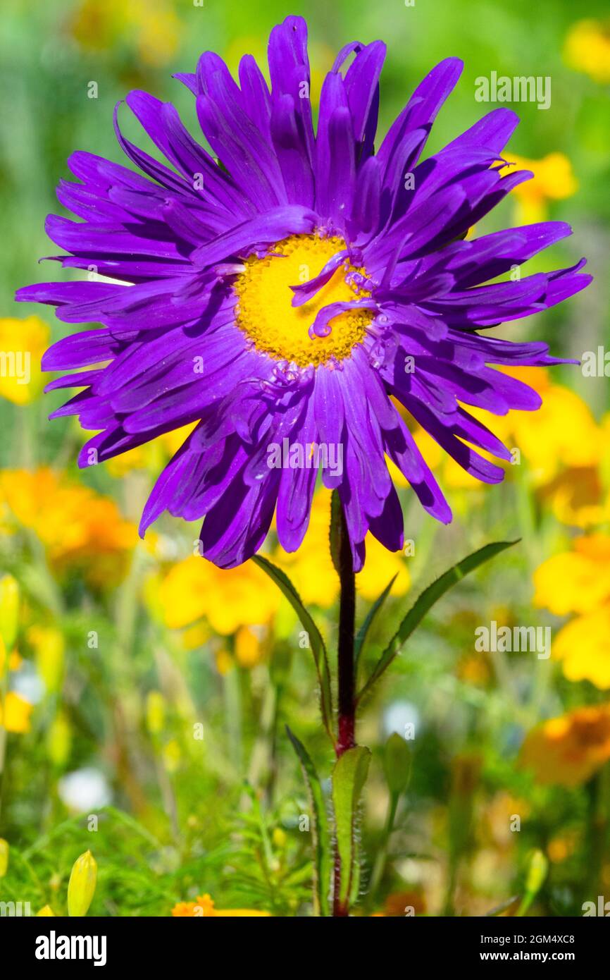 Beautiful blue aster flower china aster garden Stock Photo
