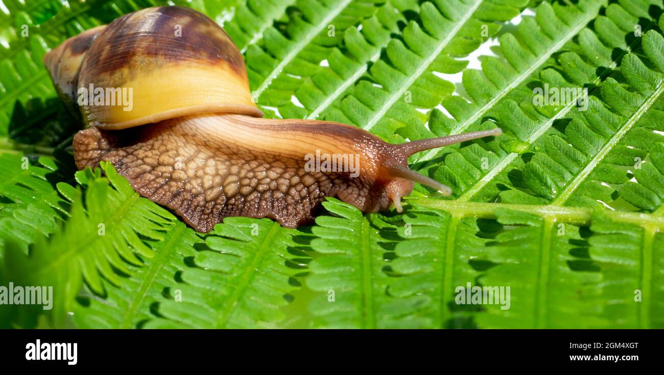 Hermaphrodites hires stock photography and images Alamy