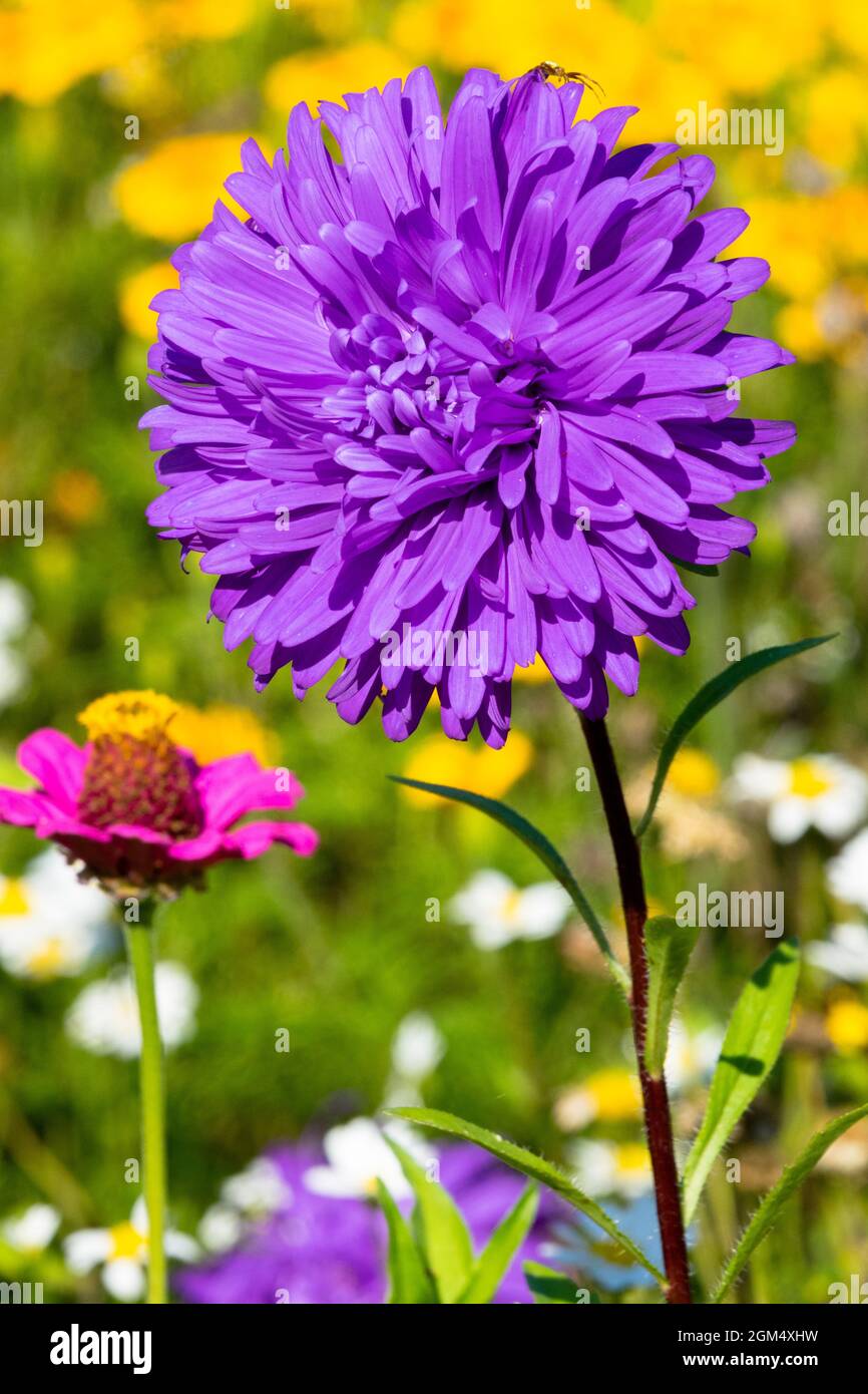 China aster blue flower Stock Photo