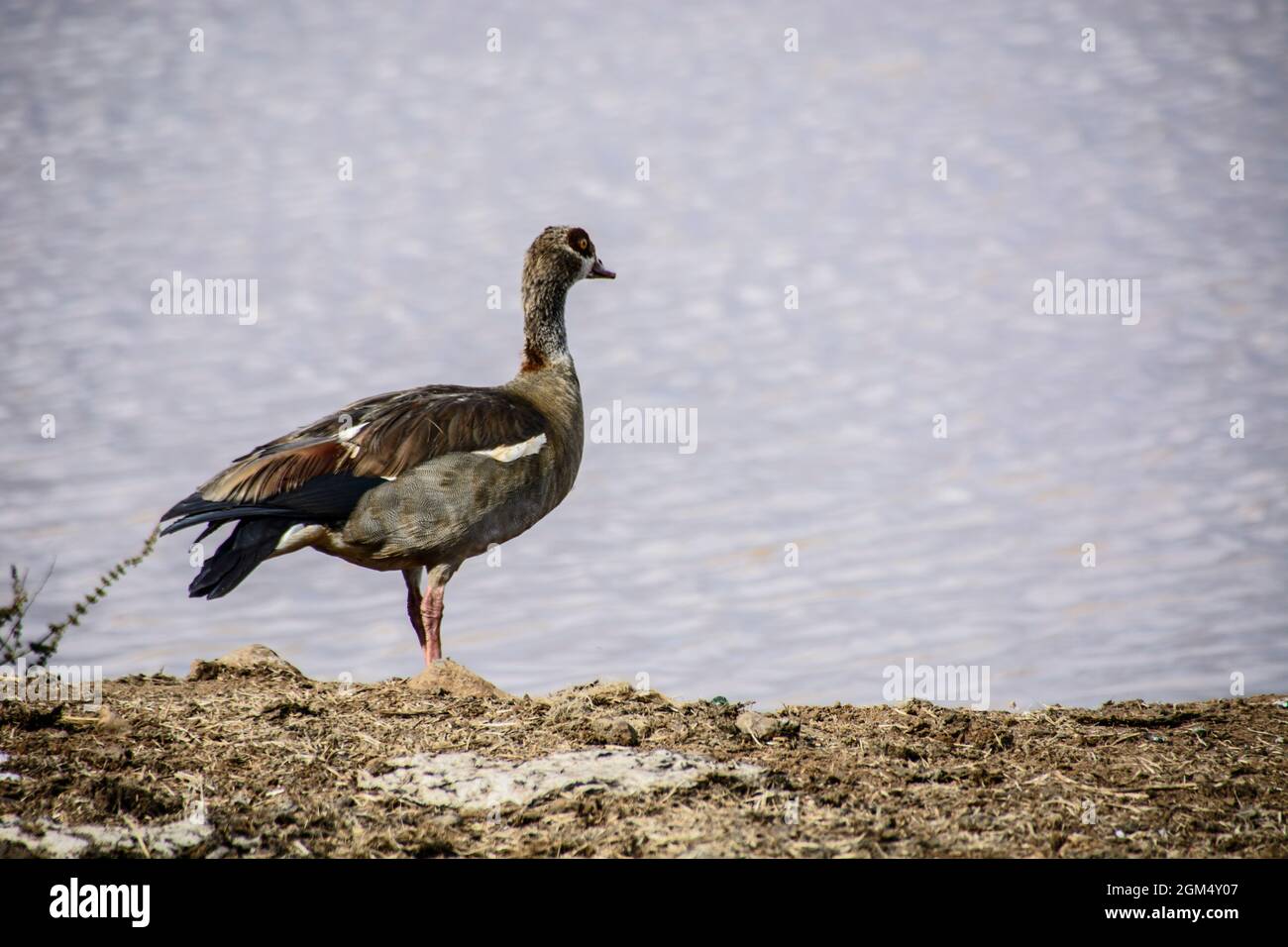 Egyptian Goose in Kenya Africa Stock Photo Alamy