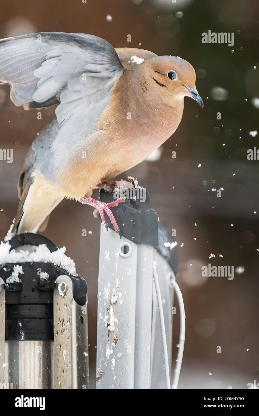 Mourning dove in winter snowfall Stock Photo