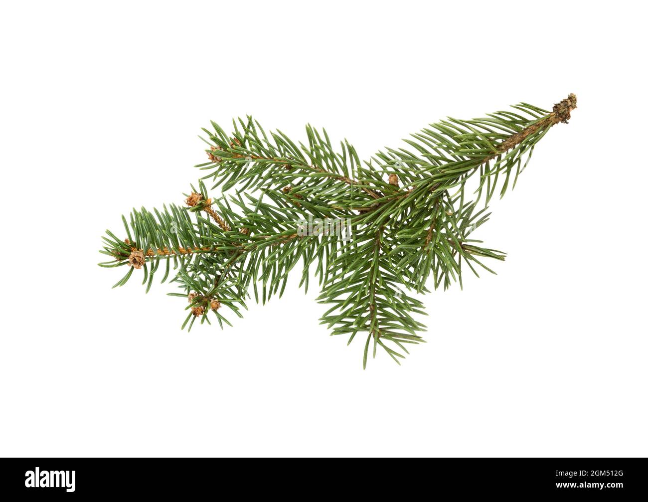 Spruce branch isolated on white background. Fir tree branch. Spruce branch. Christmas fir. Stock Photo
