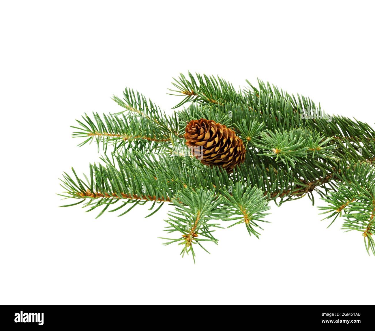 Spruce branch with cones isolated on white background. Fir tree branch. Spruce branch. Christmas fir. Stock Photo