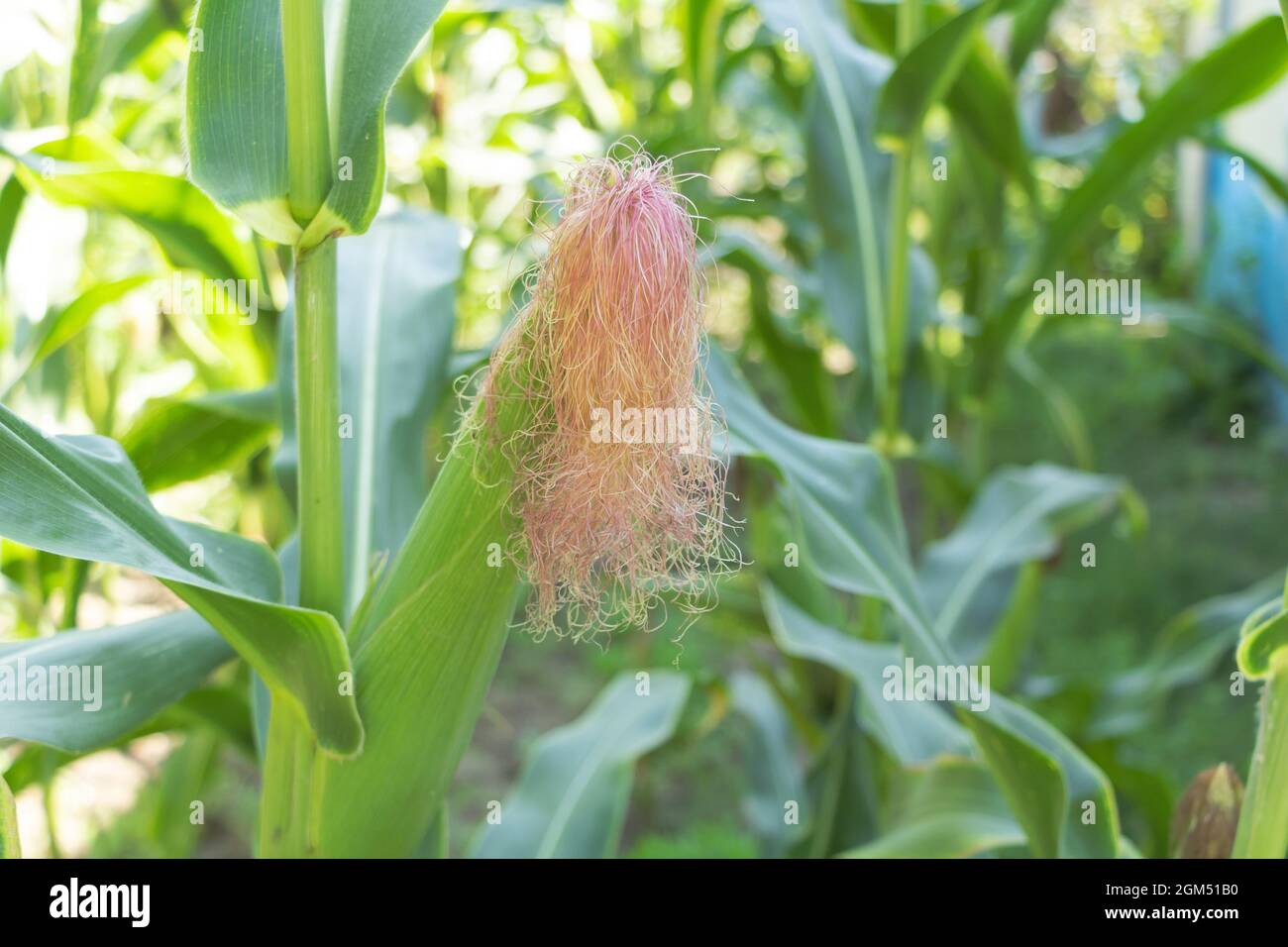 Beautiful Corn silk on the corn culture orange color Stock Photo Alamy