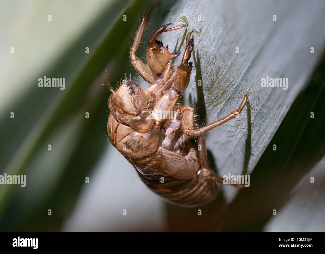 An empty, discarded shell of a 17-year cicada clings hallow to a green leaf in the warm sunshine. Stock Photo