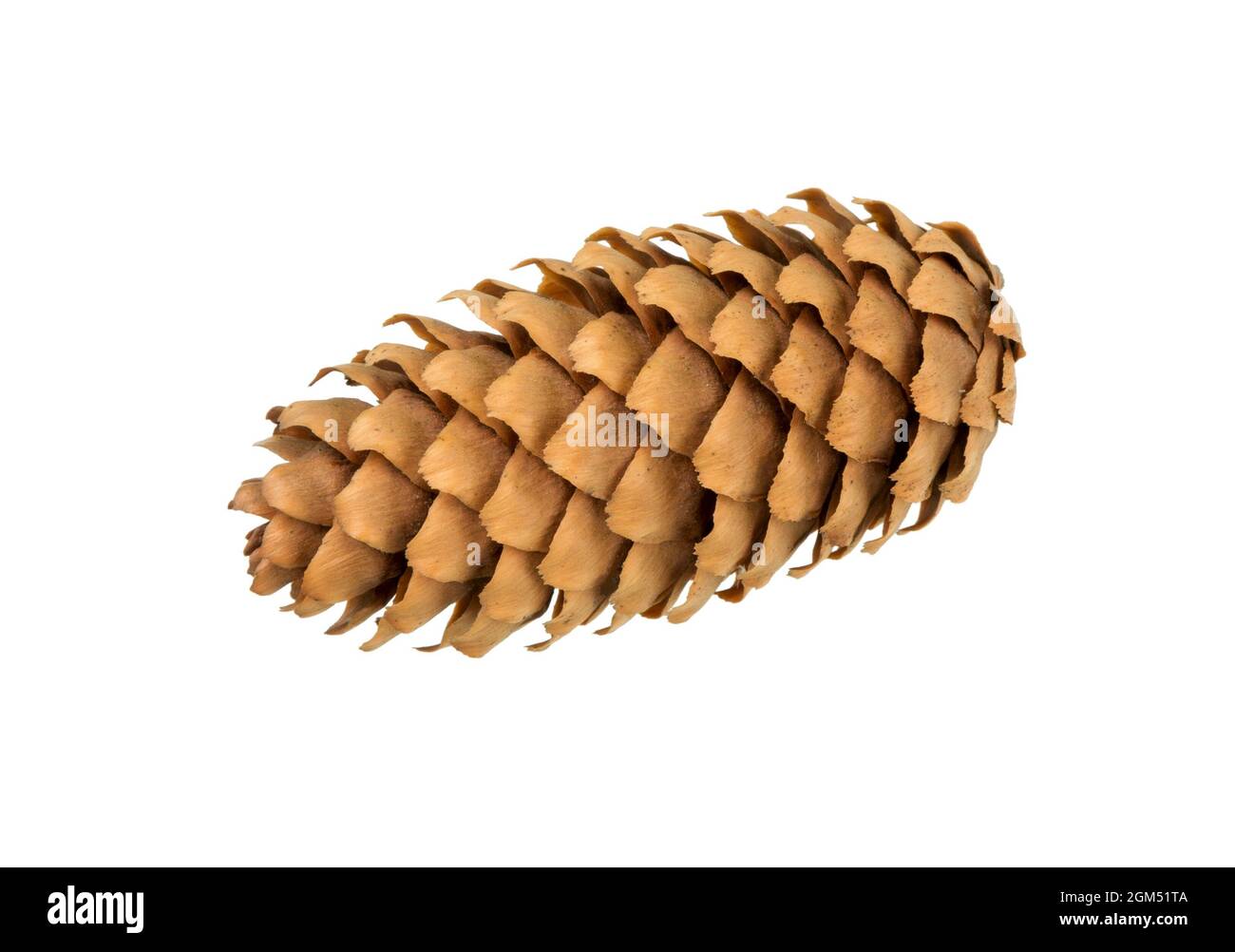 Cone fir. Spruce cones isolated on white background. Cones of a Cristmas tree. Stock Photo