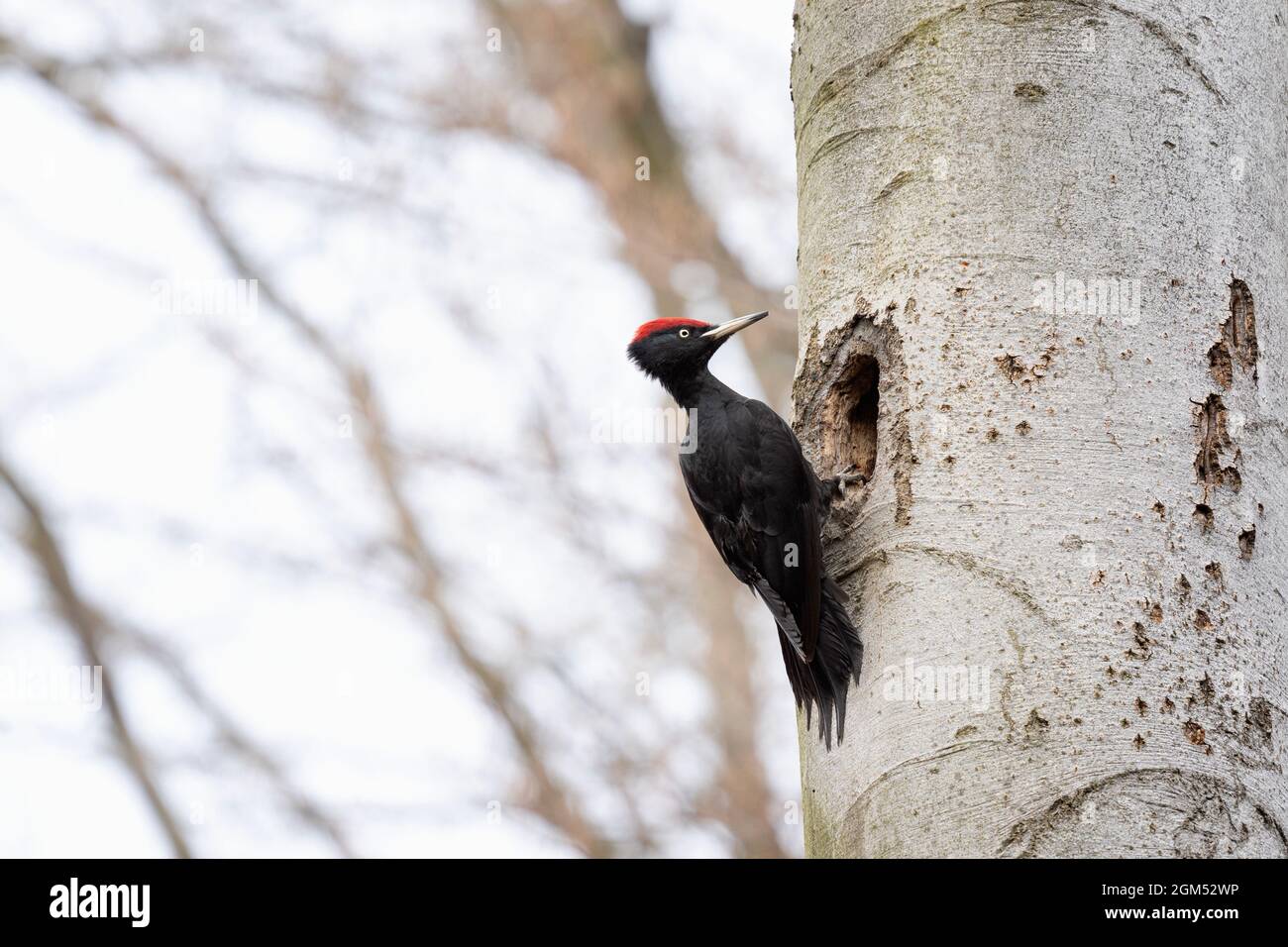 Black woodpecker in the forest. Woodpecker built nest during spring. European wildlife. Stock Photo