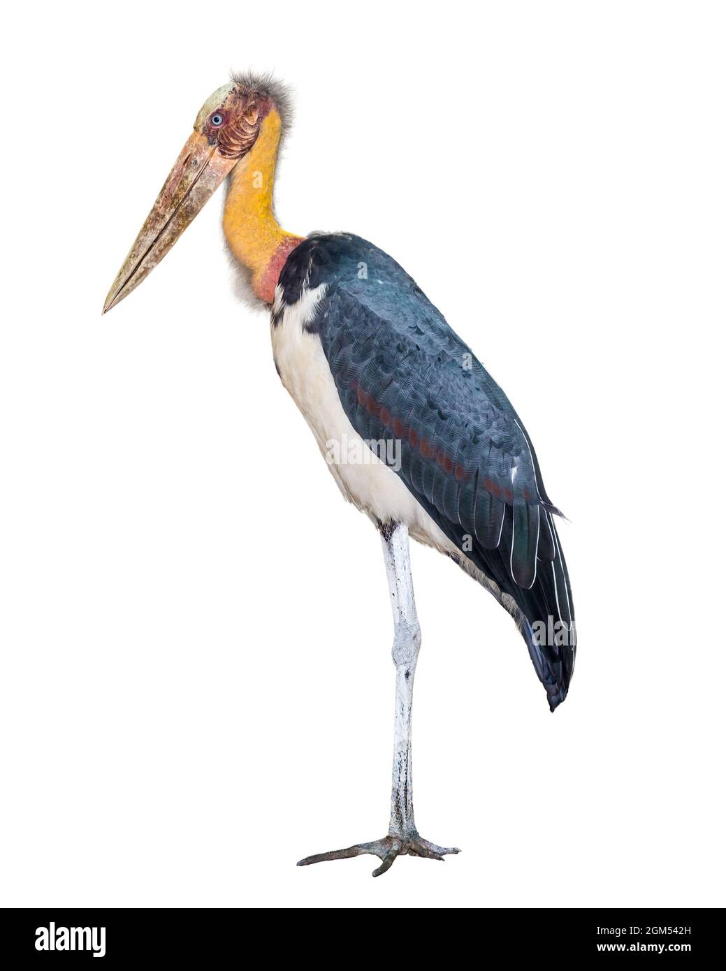 Lesser adjutant or Leptoptilos javanicus is a large wading bird in the stork family Ciconiidae side of the animal waterfowl with a long yellow neck bl Stock Photo