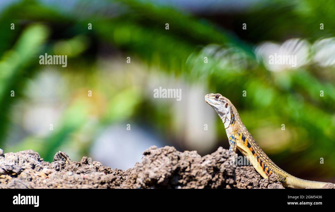 Closeup side Leiolepis belliana, butterfly lizards or butterfly agamas with orange stripes colorful stand on the ground on a green nature background o Stock Photo