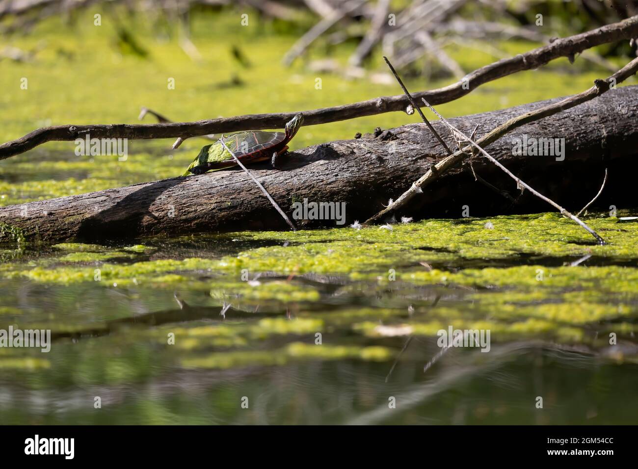 The painted turtle (Chrysemys picta) is the most widespread native