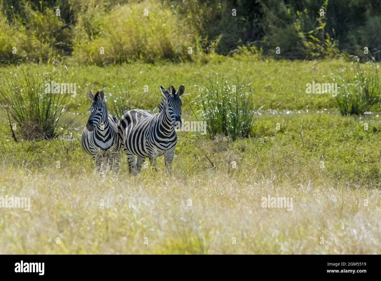 Zebra in Savannah environment, Kruger National Park, South Africa. Stock Photo