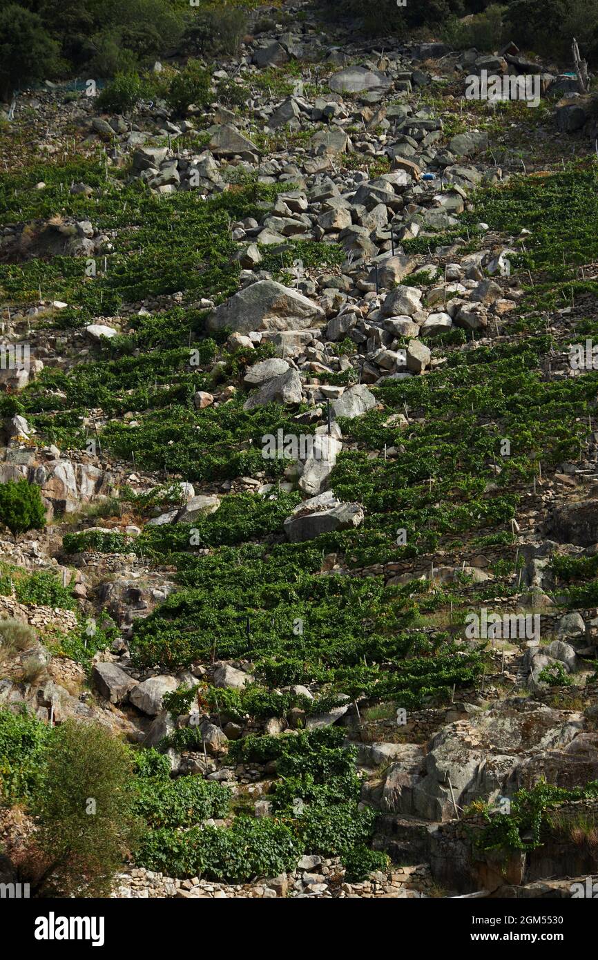 A natural border between the provinces of Ourense and Lugo in the Ribeira Sacra, with the riverbanks full of terraces with vineyards Stock Photo