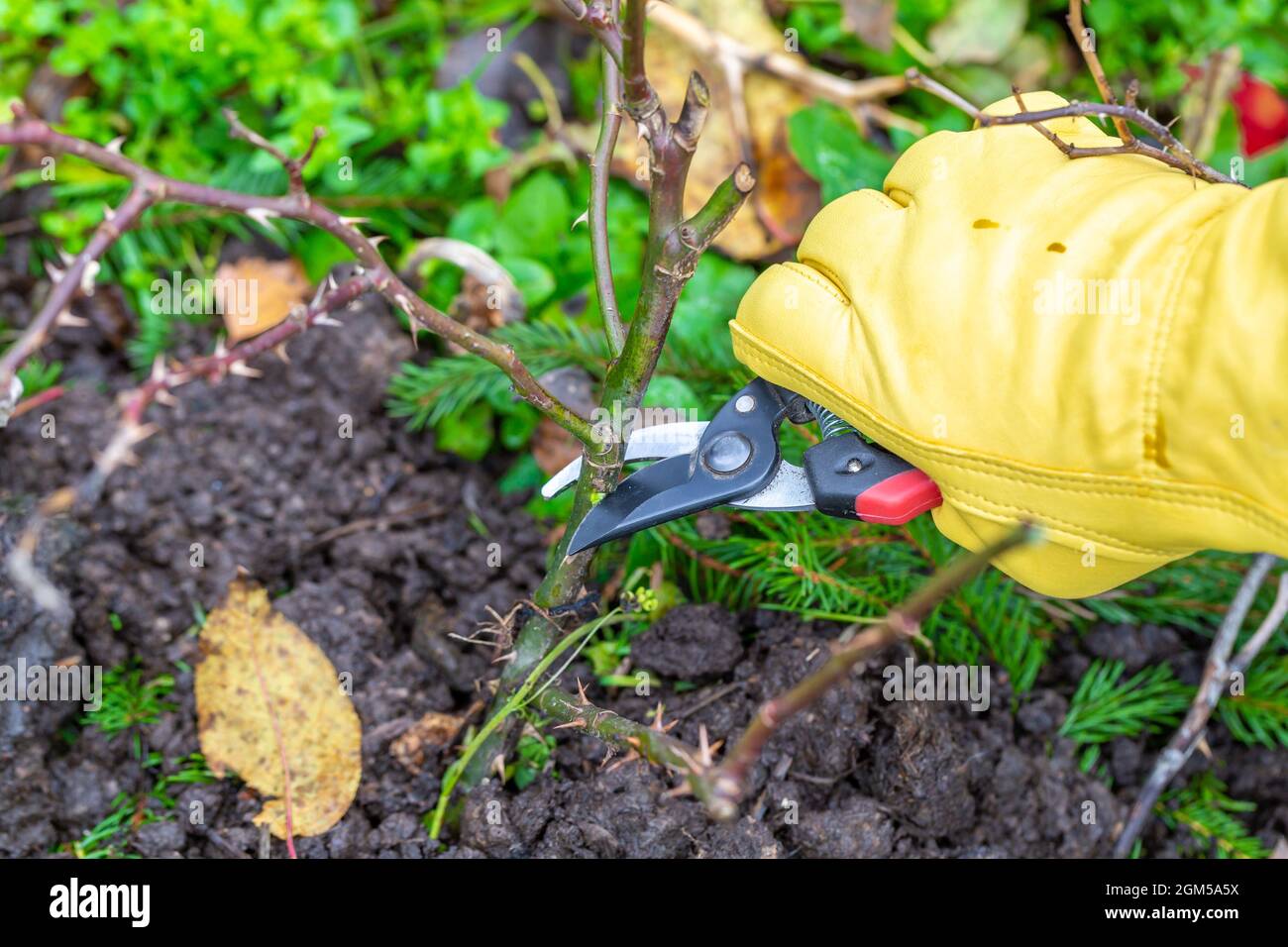 Pruning rose bushes in the fall. Garden work. The pruner in the hands