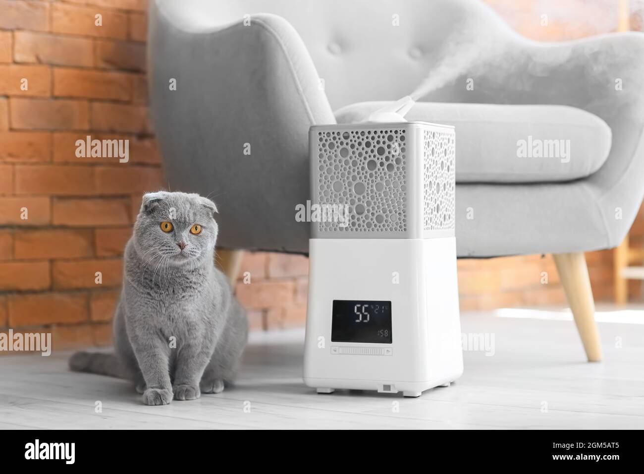 Cute cat in room with modern humidifier Stock Photo - Alamy