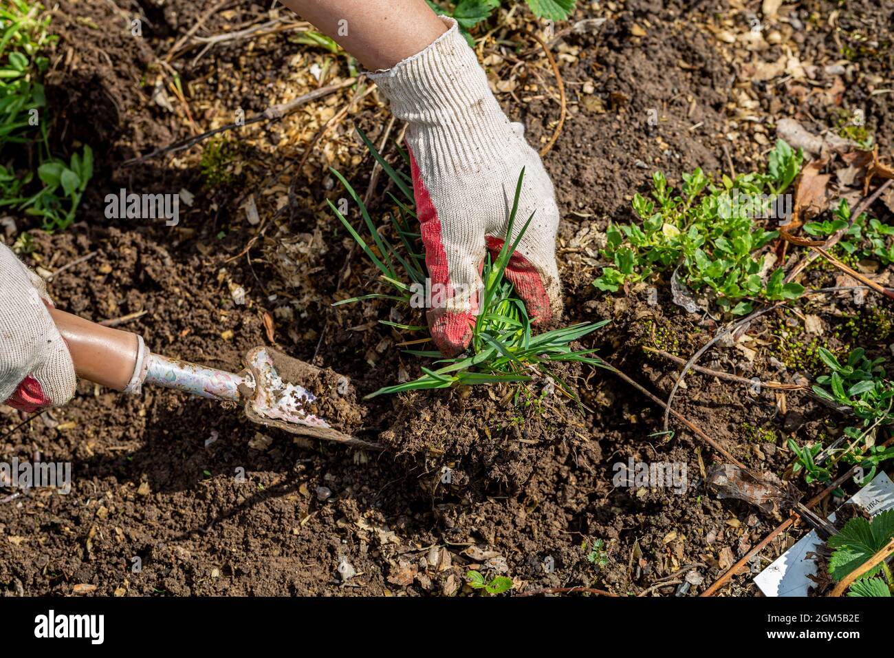 hands of gardener with weed in the vegetable garden Stock Photo - Alamy