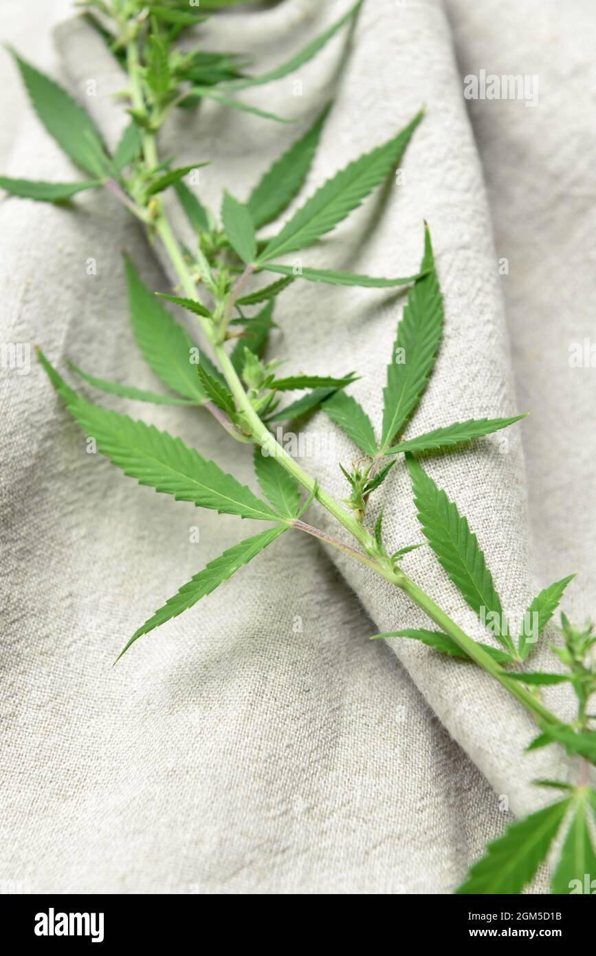 Hemp cloth with leaves, closeup Stock Photo