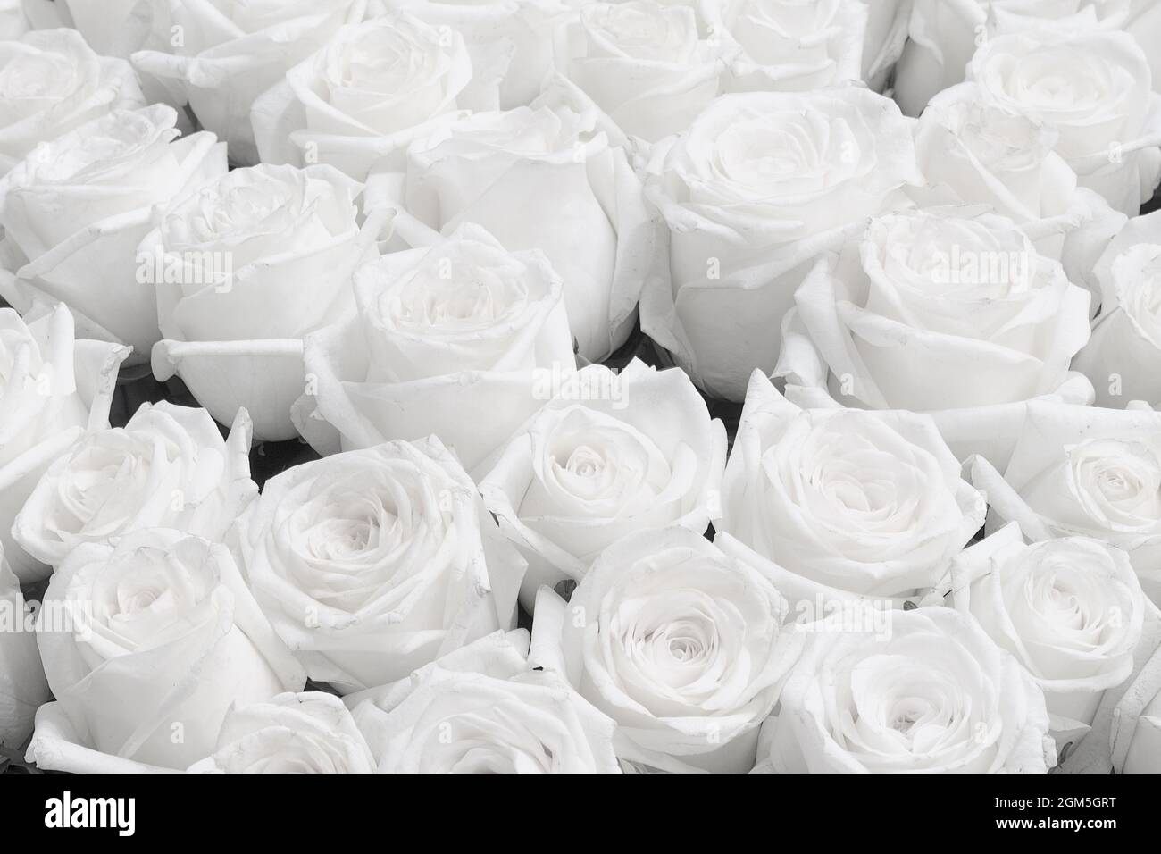 White Rose Background, Wedding invitation White roses Stock Photo - Alamy
