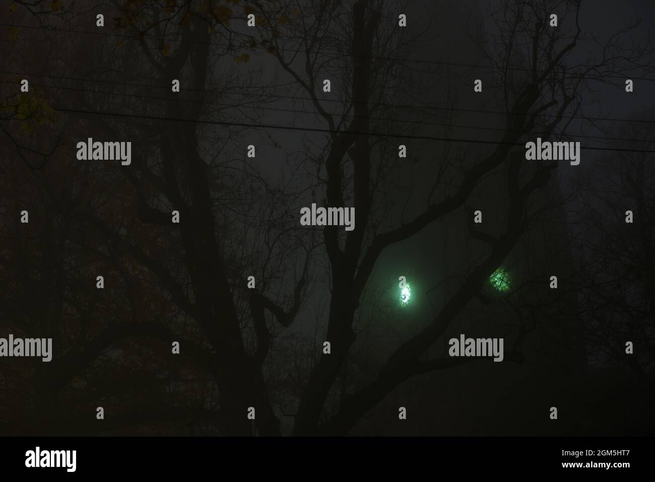 Eerie green clock face on a church tower shines through thick fog and dense tree branches with telegraph wires. Very spooky and dark night time image Stock Photo