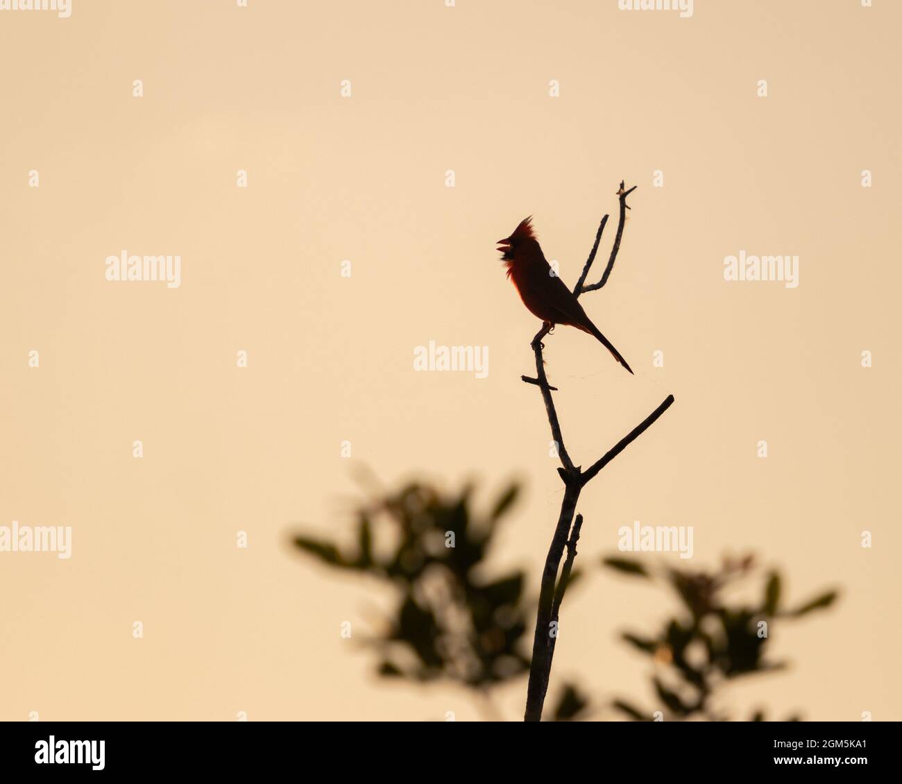 A Northern Cardinal singing during first light. Stock Photo