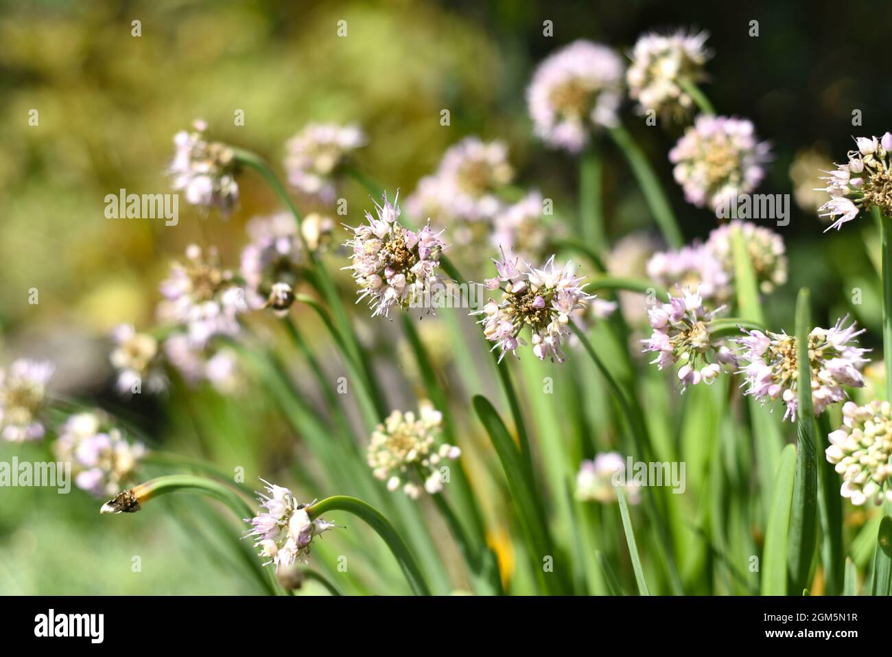 Allium senescens, commonly known as German garlic or mountain garlic Stock Photo