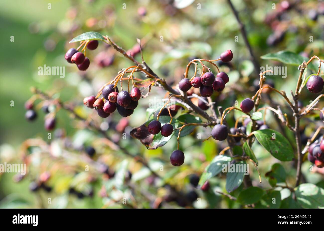 Cotoneaster lucidus (Hedge Cotoneaster)  berries growing in Russian Far East. Autumn Stock Photo