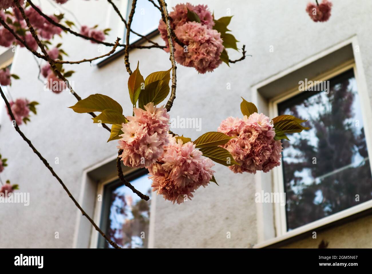 Kirschblüte japan hi-res stock photography and images - Alamy