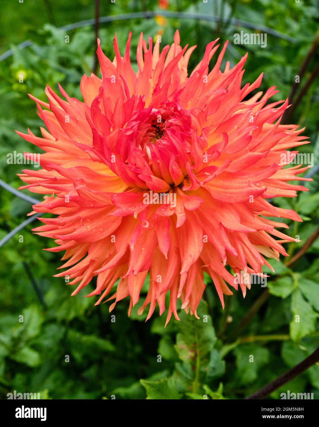 dragon fruit plant growth stages Dragon Fruit – Liberty Landscape Supply main image 1