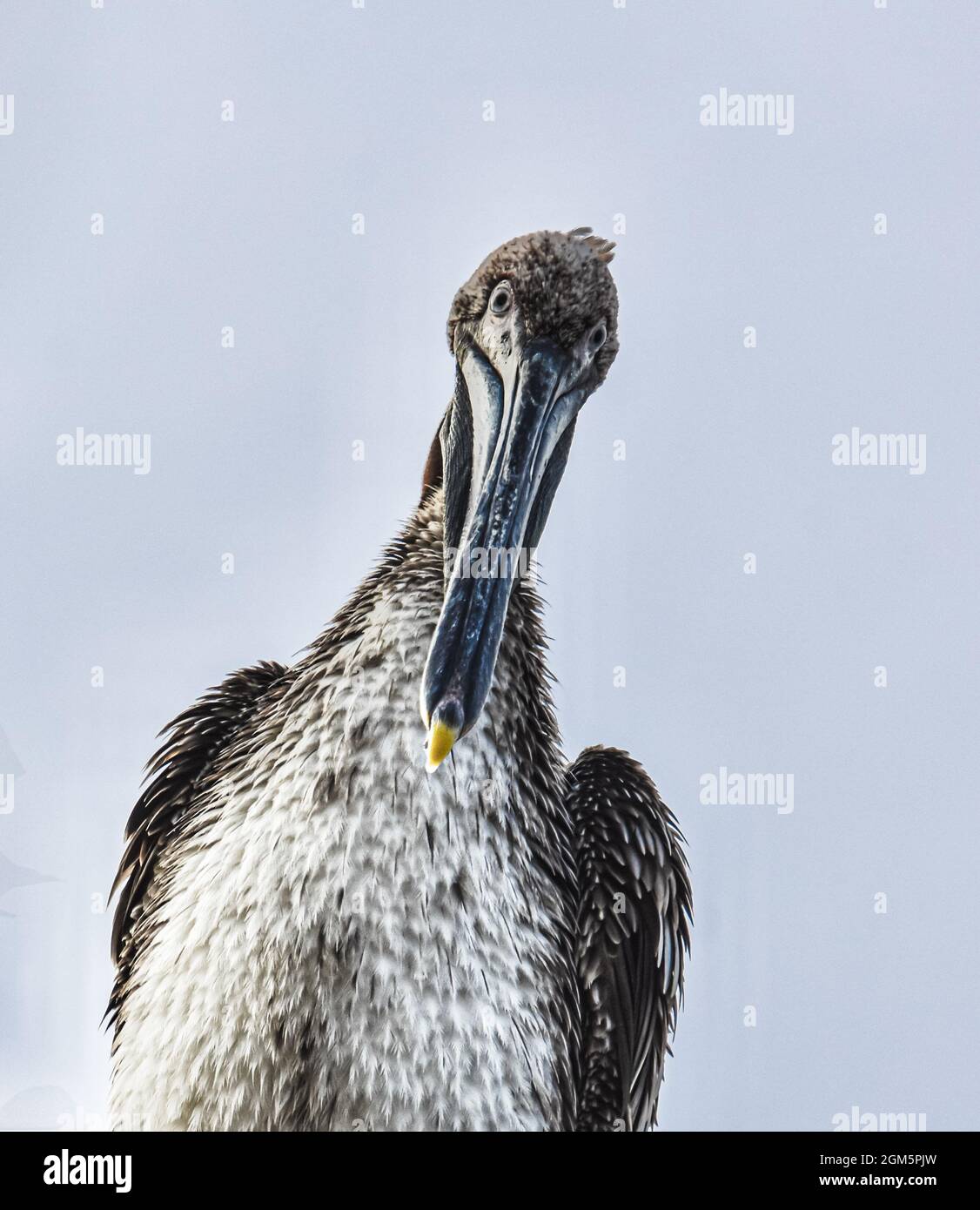 A frontview portrait of a wild juvenile Brown Pelican (Pelecanus occidentalis). Closeup. Copy space. Stock Photo