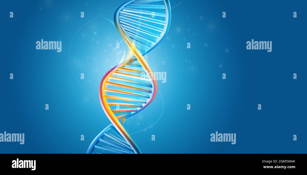 Double helix structure of the dna molecule Stock Vector Images - Alamy