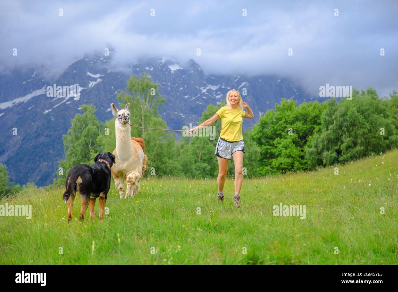 Woman running with llama alpaca and a dog on top of Comino mount in Switzerland. Centovalli valley in Ticino canton. Top of Verdasio-Monte Comino Stock Photo
