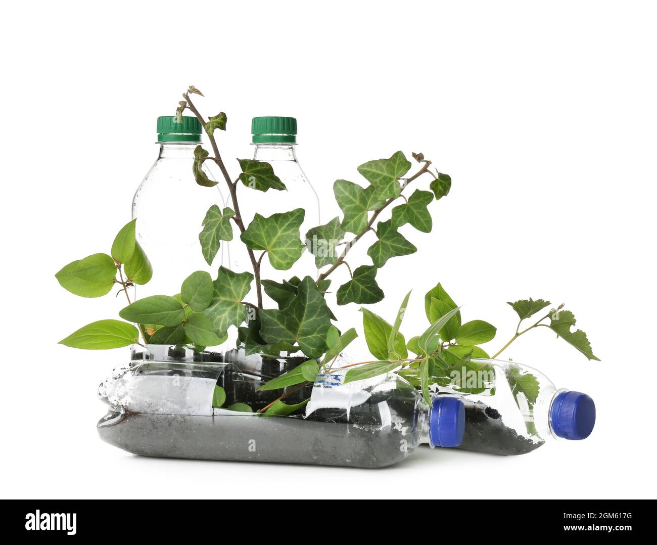 Plastic bottles used as containers for growing plants on white