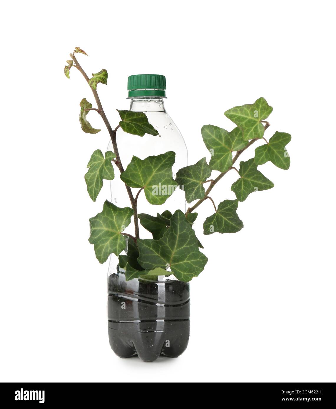 Plastic bottle used as container for growing plant on white background