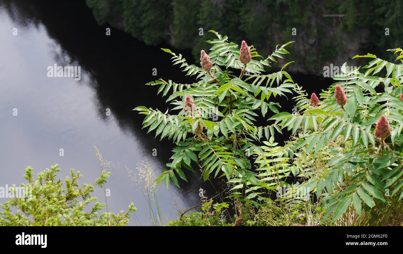 Sumac tree hires stock photography and images Alamy