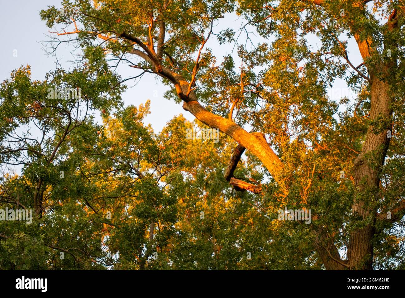 The Top of a Tree at Sunset At the Start of Autumn Stock Photo
